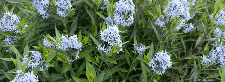 amsonia-flowers-in-the-spring-native-garden