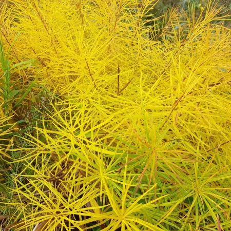amsonia-foilage-in-the-fall A photograph of the leaves of native Amsonia plants turning a bright yellow in the fall.