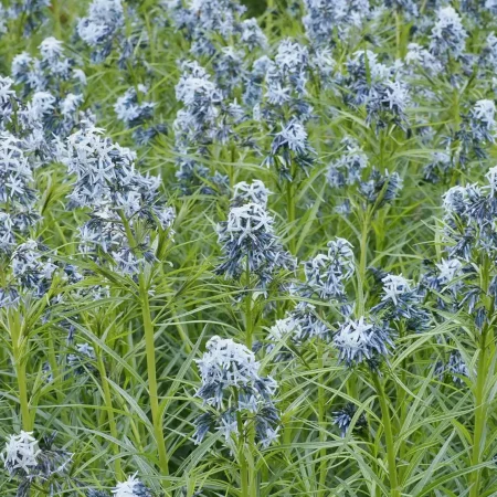amsonia-native-flowers-in-bloom amsonia-native-flowers-in-bloom