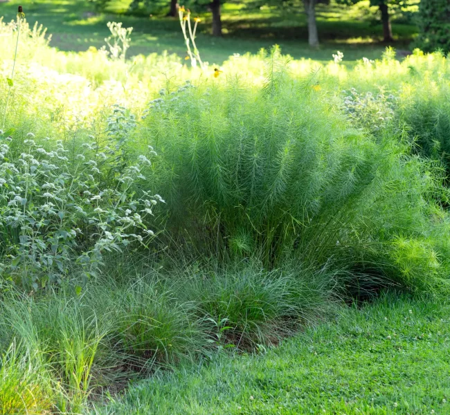 Pair drifts of amsonia with mountain mint (at left) for maximum textural drama. Image taken at Chanticleer.