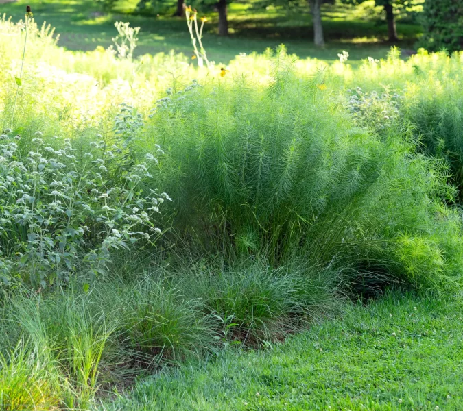 Pair drifts of amsonia with mountain mint (at left) for maximum textural drama. Image taken at Chanticleer.
