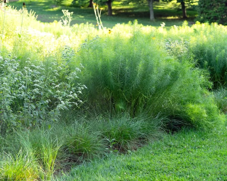 Pair drifts of amsonia with mountain mint (at left) for maximum textural drama. Image taken at Chanticleer.