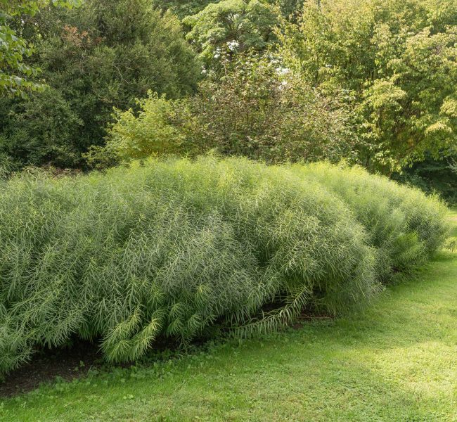 Large swaths of amsonia offer a wall of flowers in the spring, greenery in the summer, and color in the fall. Image © The Plant Native