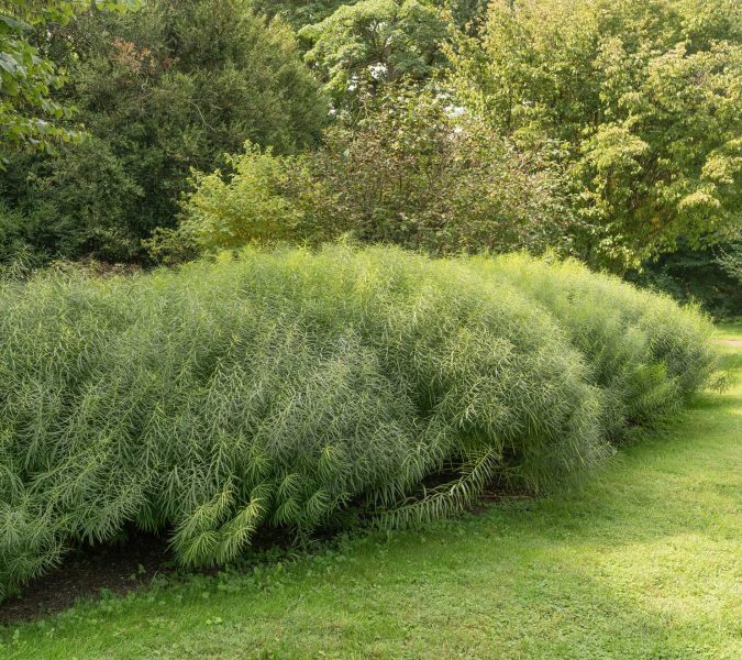 Large swaths of amsonia offer a wall of flowers in the spring, greenery in the summer, and color in the fall. Image © The Plant Native