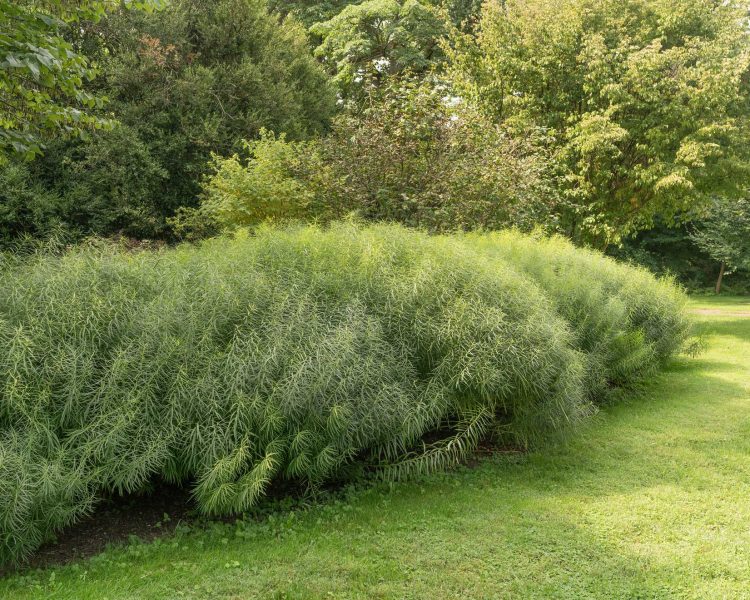 Large swaths of amsonia offer a wall of flowers in the spring, greenery in the summer, and color in the fall. Image © The Plant Native