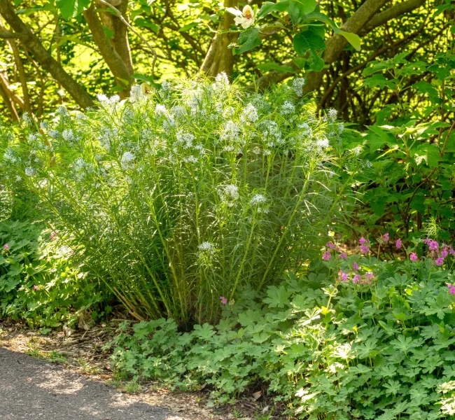 Lazy and beautiful gardening: amsonia + wild geranium + oakleaf hydrangea (plant once and enjoy for decades)