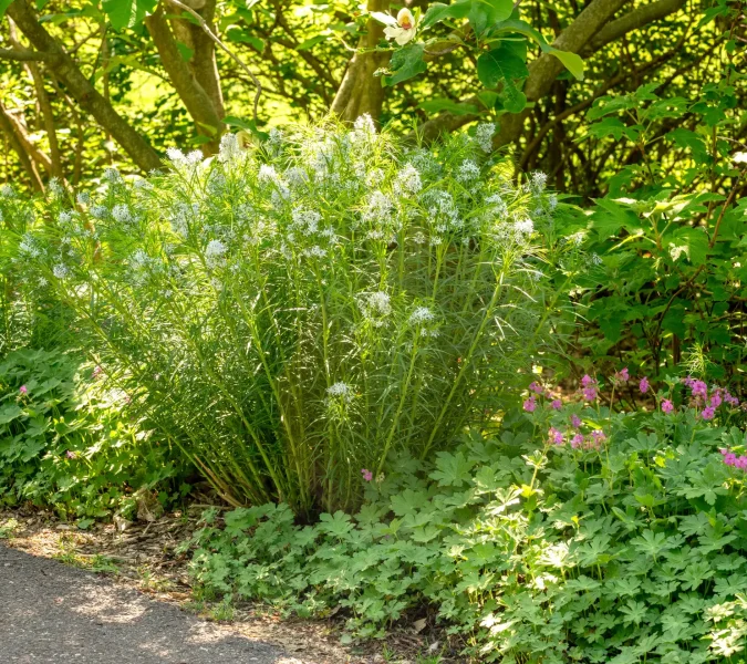 Lazy and beautiful gardening: amsonia + wild geranium + oakleaf hydrangea (plant once and enjoy for decades)