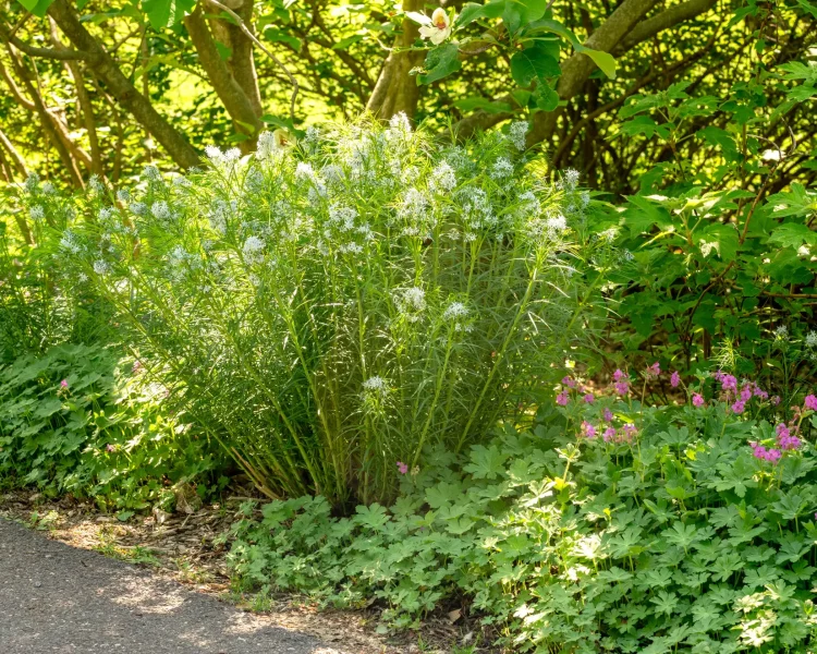 Lazy and beautiful gardening: amsonia + wild geranium + oakleaf hydrangea (plant once and enjoy for decades)