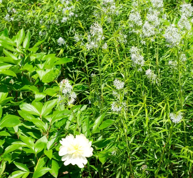Amsonia blooms when peonies do
