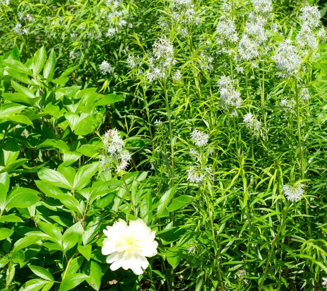 Amsonia blooms when peonies do