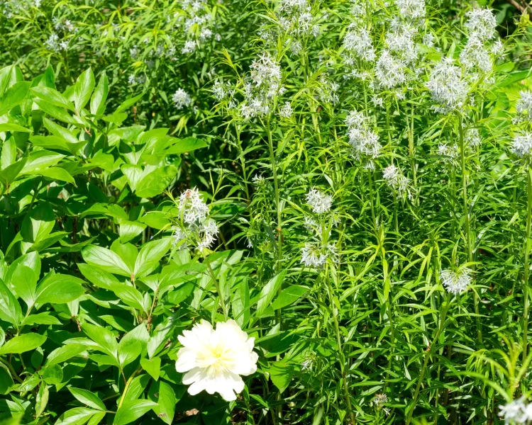 Amsonia blooms when peonies do