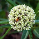 antelope-horns-milkweed-native-plant-southwest