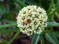 antelope-horns-milkweed-native-plant-southwest