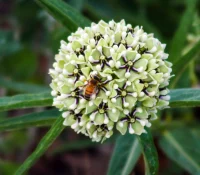 antelope-horns-milkweed-native-plant-southwest