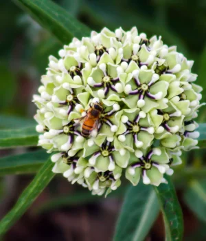 antelope-horns-milkweed-native-plant-southwest