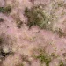 apache-plume-fallugia-paradoxa-native-plant
