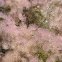 apache-plume-fallugia-paradoxa-native-plant