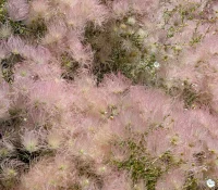 apache-plume-fallugia-paradoxa-native-plant