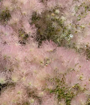 apache-plume-fallugia-paradoxa-native-plant apache-plume-fallugia-paradoxa-native-plant