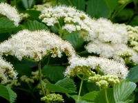arrowwood-viburnum-flowers