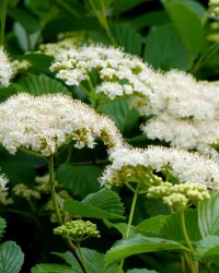 arrowwood-viburnum-flowers