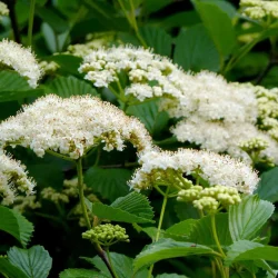 arrowwood-viburnum-flowers