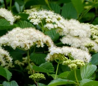 arrowwood-viburnum-flowers