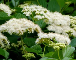 arrowwood-viburnum-flowers