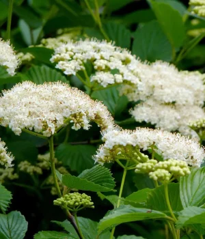 arrowwood-viburnum-flowers