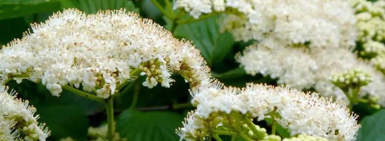 arrowwood-viburnum-flowers