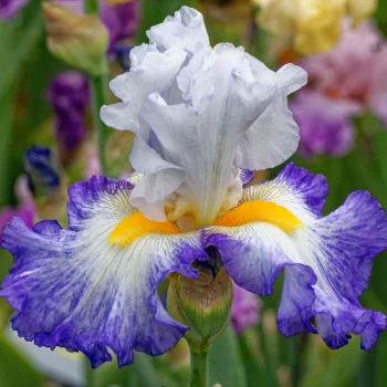 bearded-iris-vs-beardless-iris