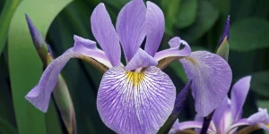 beardless-native-iris