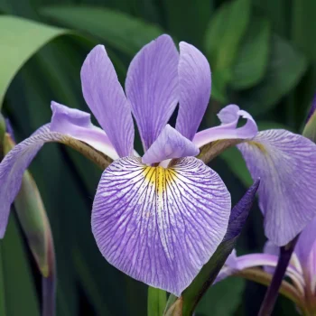 beardless-native-iris