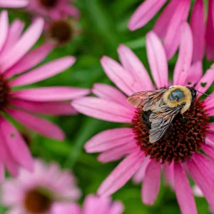 bee-pollinator-on-a-native-coneflower