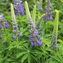 big-leaf-lupine-native-gardening