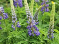 big-leaf-lupine-native-gardening