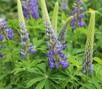 big-leaf-lupine-native-gardening