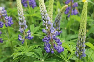 big-leaf-lupine-native-gardening