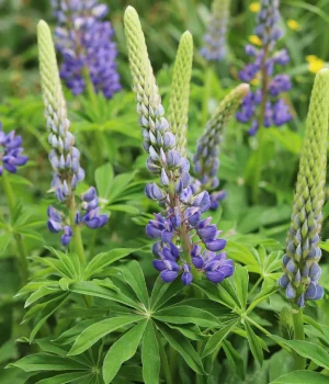 big-leaf-lupine-native-gardening
