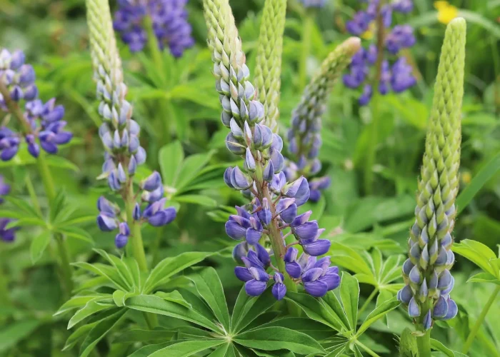 big-leaf-lupine-native-gardening