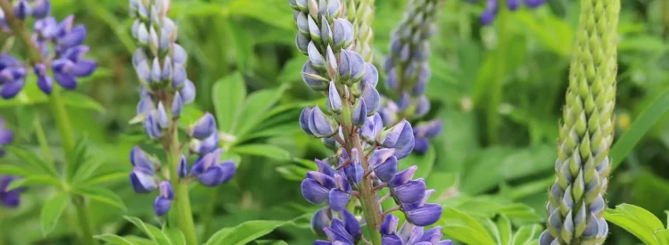 big-leaf-lupine-native-gardening