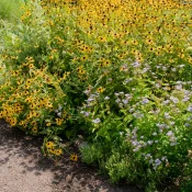 Blue Mistflower + Black-Eyed Susans in a border