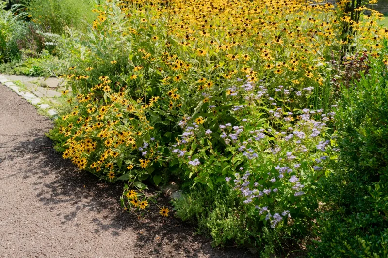 Blue Mistflower + Black-Eyed Susans in a border