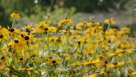 black-eyed-susan-native-garden