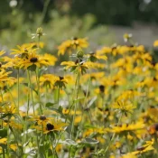black-eyed-susan-native-garden
