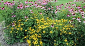 black-eyed-susans-and-coneflower-native-garden