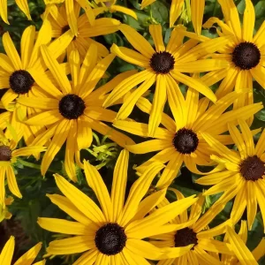 black-eyed-susans-in-a-native-plant-garden