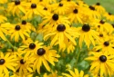 black-eyed-susans-native-flower-garden