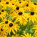 black-eyed-susans-native-flower-garden