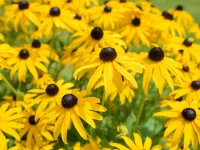 black-eyed-susans-native-flower-garden